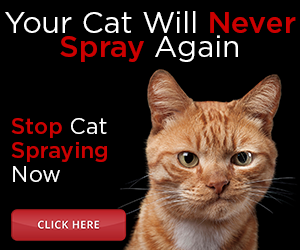 Stop Cat Spraying Now