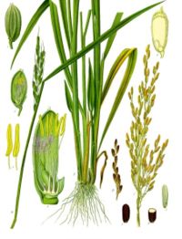 Daun Padi