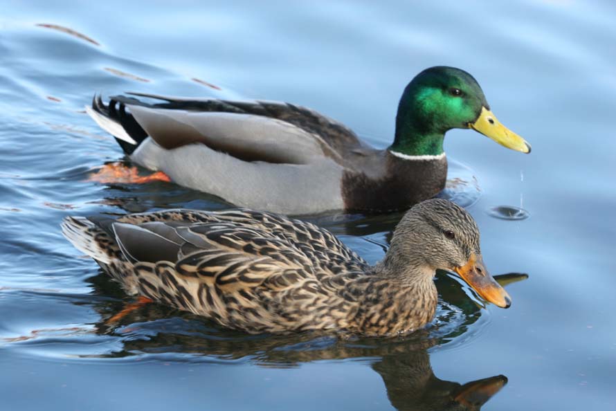 Mallards.jpg