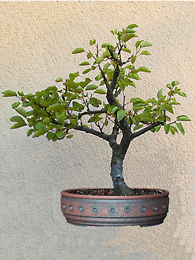 Bonsai smokie Sárgabarack (Prunus armeniaca) fejlődése