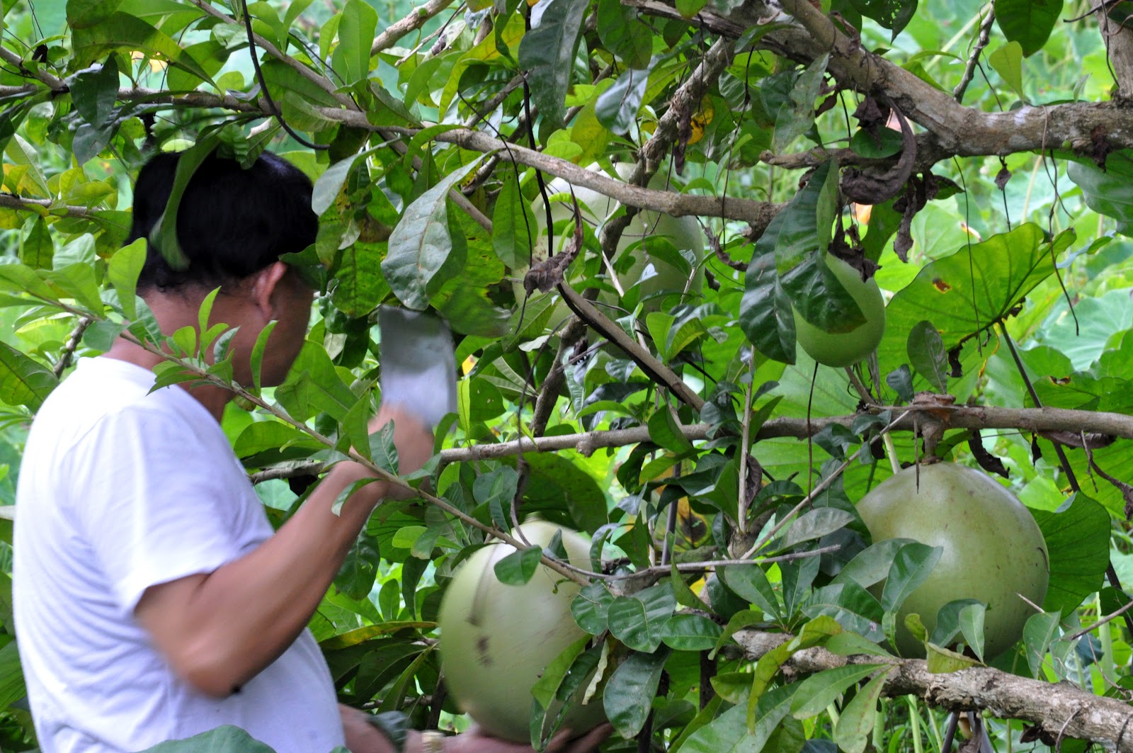 miracle fruit benefits