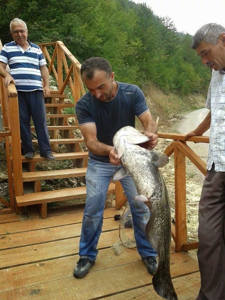 kucuksu koyu karagol den cikan yayin baligi