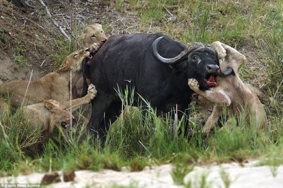 Poor Buffalo! Wicked Lion!! Poor Buffalo! Wicked Lion!!