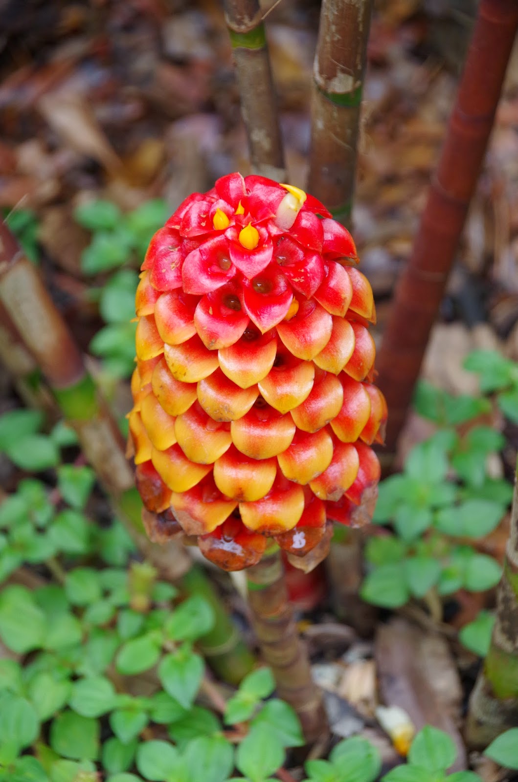 Trees and Plants Pineapple Ginger (Tapeinochilos Ananassae)