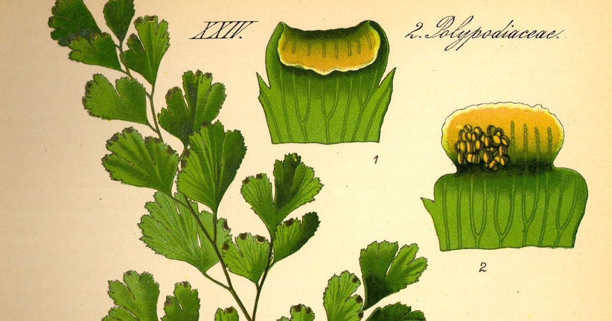 Mawar Merah Anatomi Tumbuhan Suplir