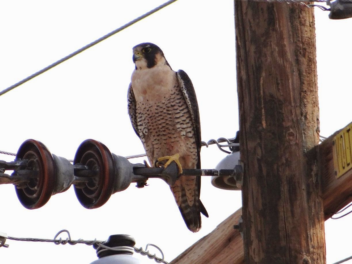 Postcards from Idyllwild Birds of Prey in the Mojave Desert