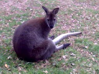 Simpáticos Cangúrus