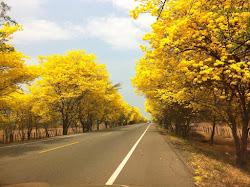 FLOR AMARILLO