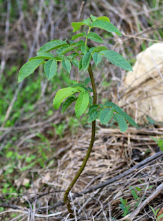 A baby walnut tree A baby walnut tree