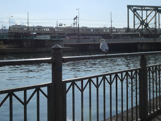 岩崎橋を臨むカモメ