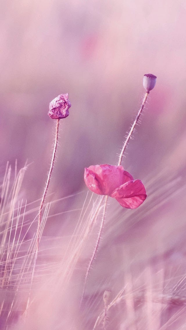 fond d écran violet violet flower fields fonds d 233 cran iphone 5 iphone fonds d 233 cran hd fond d écran violet violet flower fields fonds d 233 cran iphone 5 iphone fonds d 233 cran hd