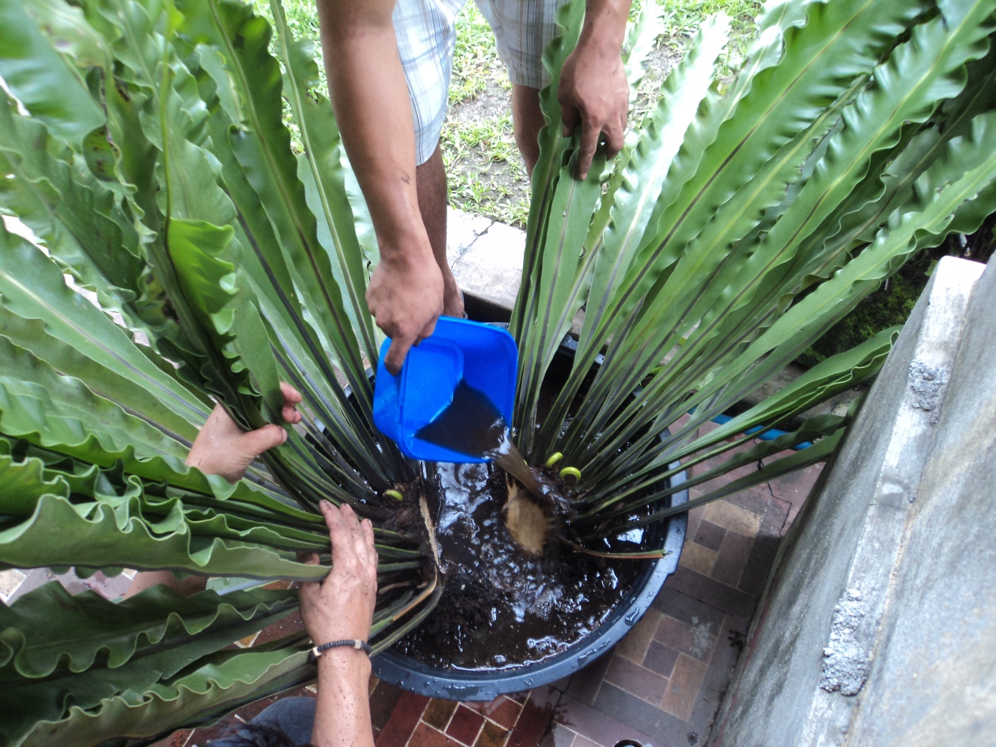How to Propagate a Birds Nest Fern This Old House