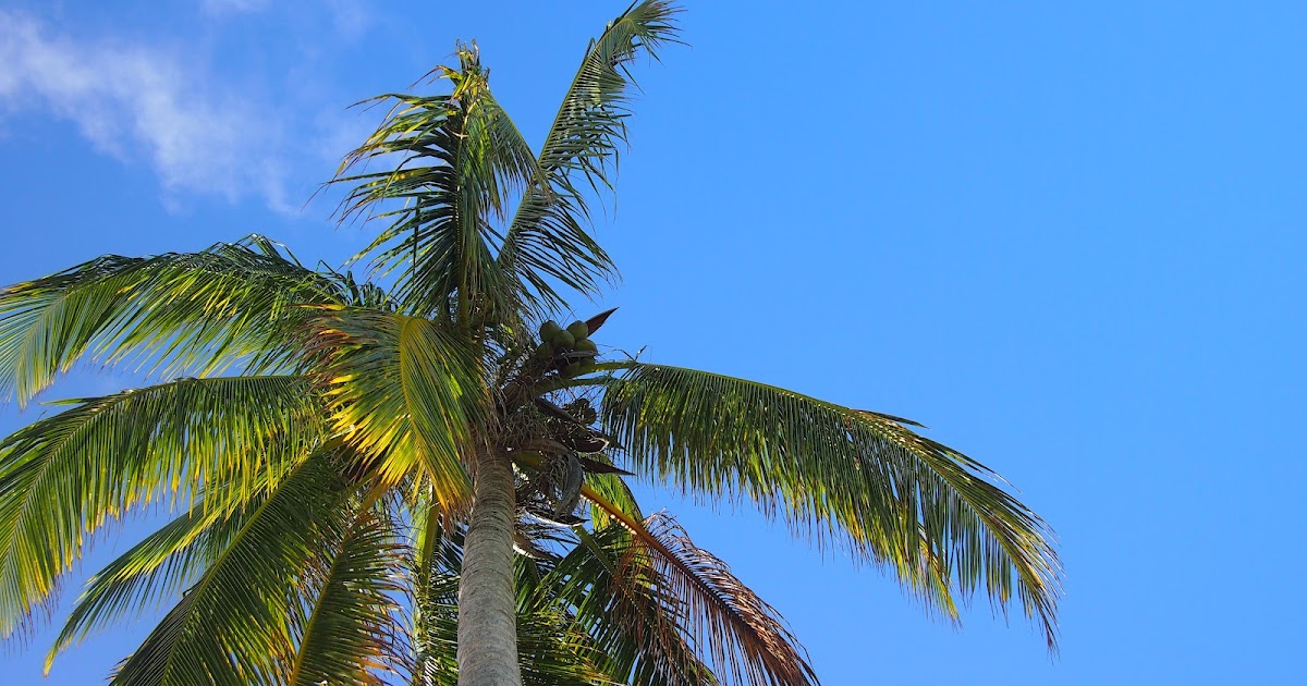 That Working Life Spring Break Part I (Dominican Republic)