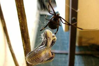 laba-laba makan ular