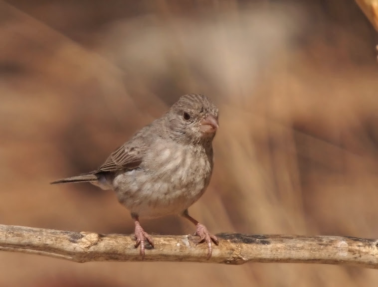 Arabian Serin