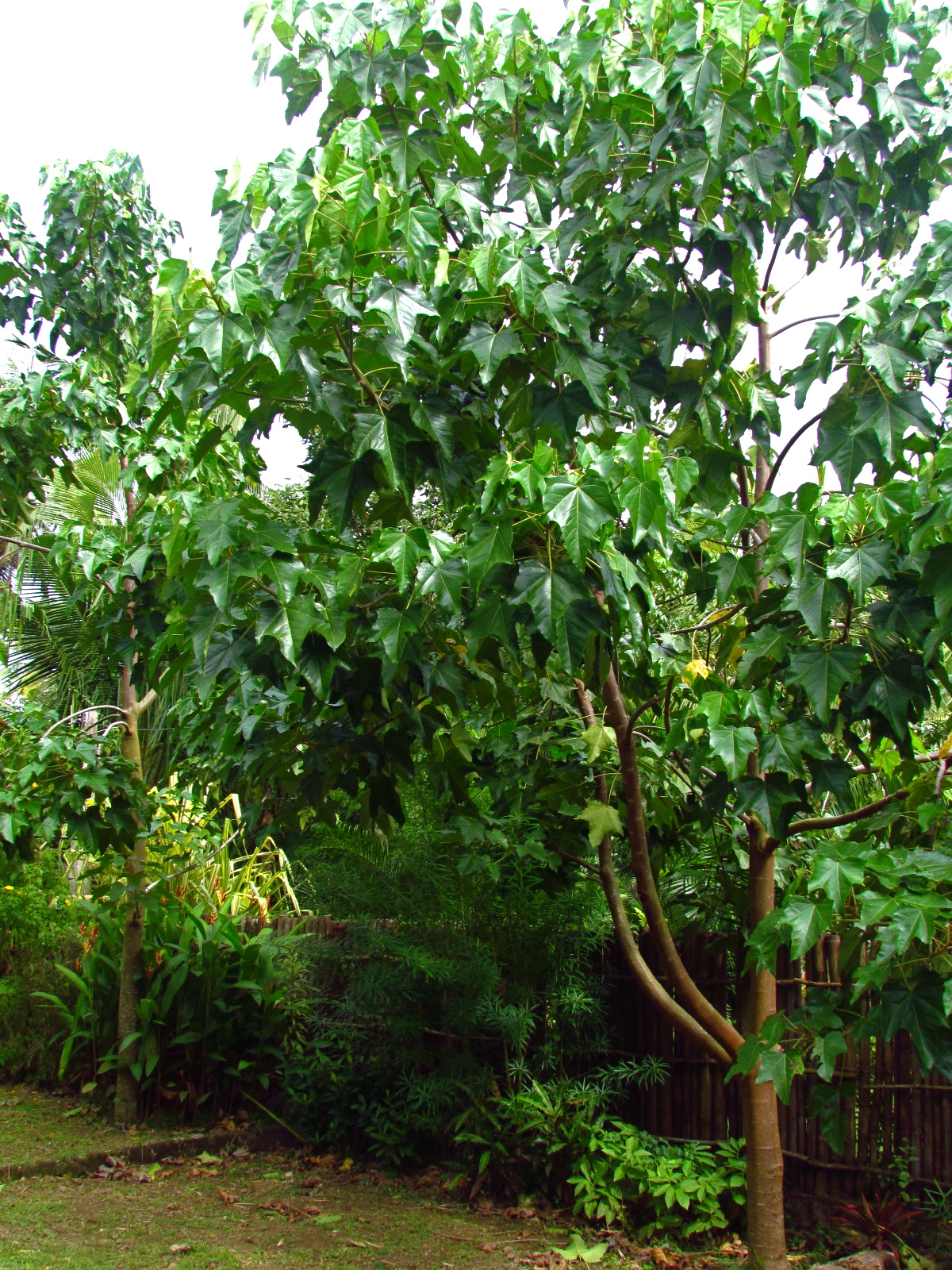 1784 Philippine Tree of the Month Baguilumbang