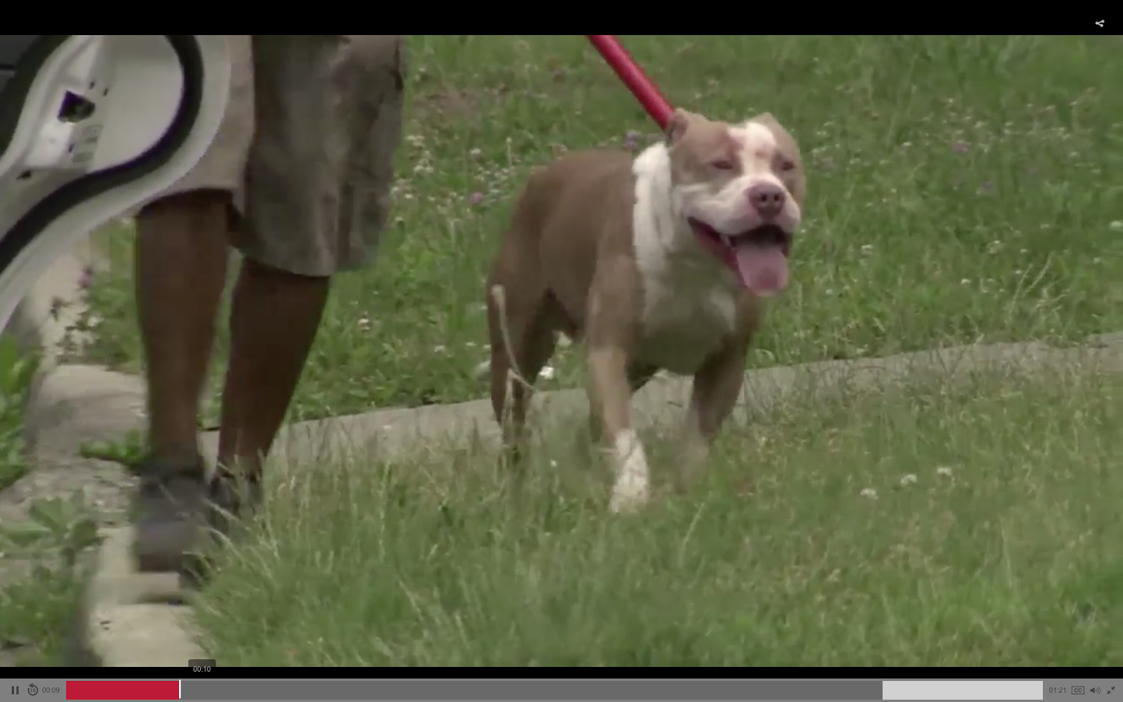 safety before pit bulldogs extreme attacks list of pit bull attacks that result in dismemberment or amputation of a limb