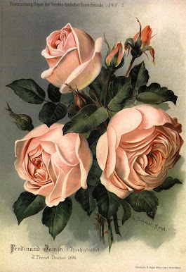 ROSAS ROSAS