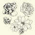 Flowers Outline