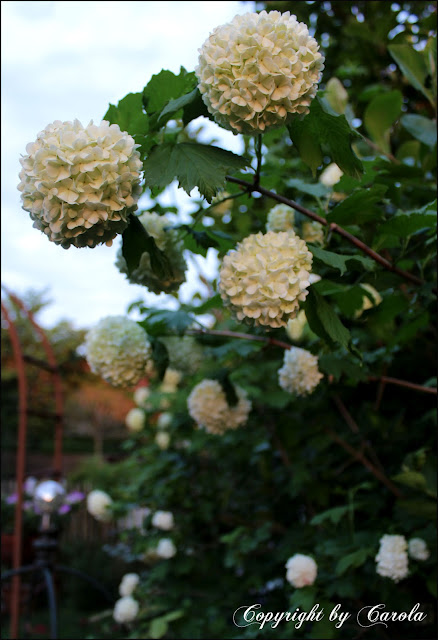 Welcome To Boxwood Cottage