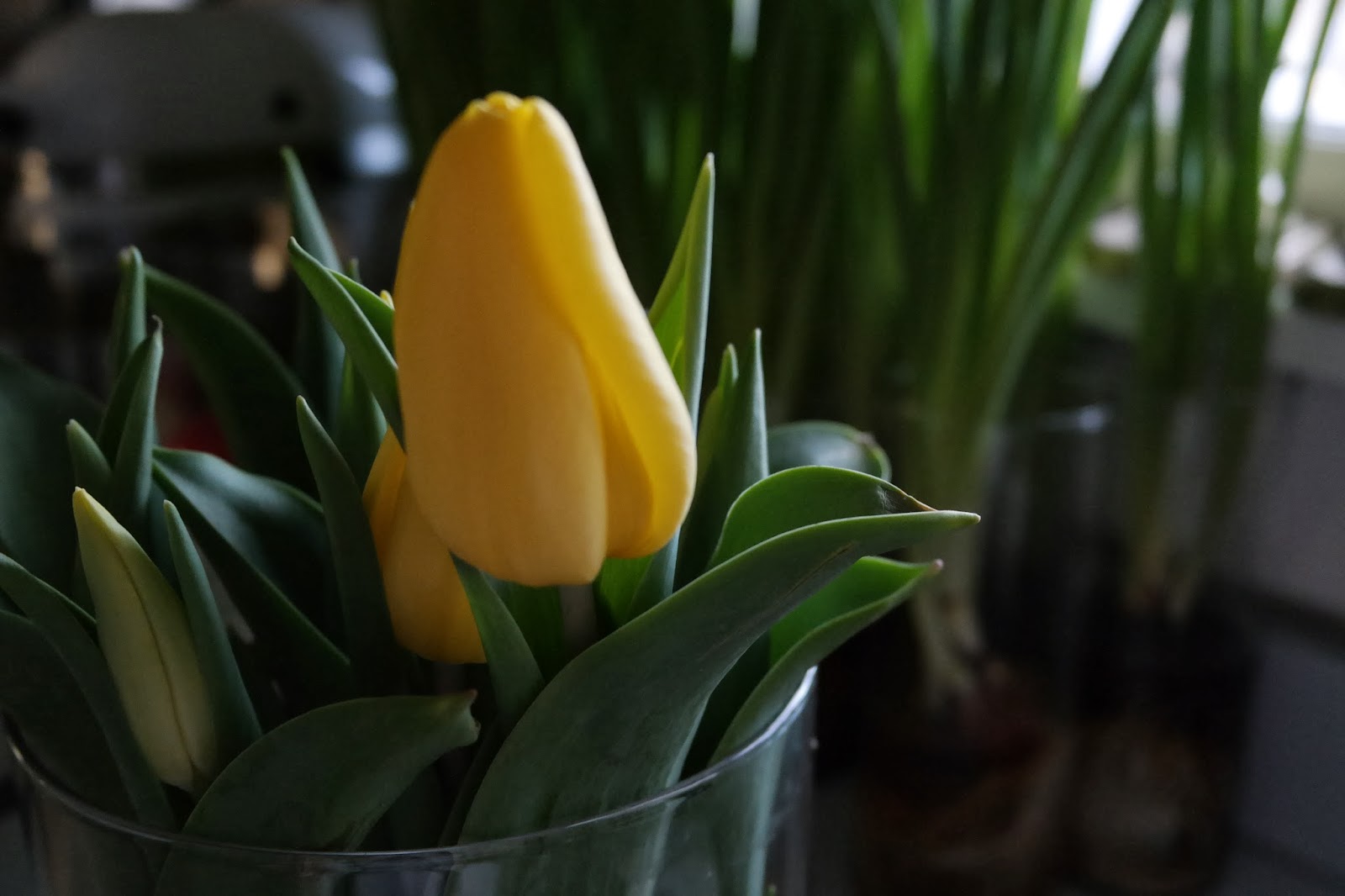 Grandma Fifi Independent Costco and Aldi Blog Costco Tulips