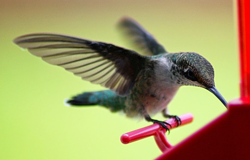 11 High-Res Photos Of Hummingbirds That Will Leave You Breathless 11 High-Res Photos Of Hummingbirds That Will Leave You Breathless
