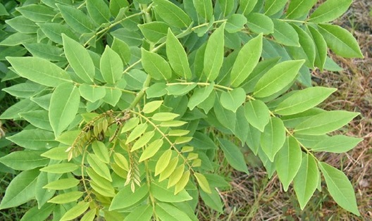 Gamal daun pohon ternak pakan sepium gliricidia hijauan manfaat legum faunadanflora kesehatan kelinci pagar alami menanam pemula batang jenisnya mengenal Sharing Kelinci Nusantara: Hijauan Pakan Kelinci