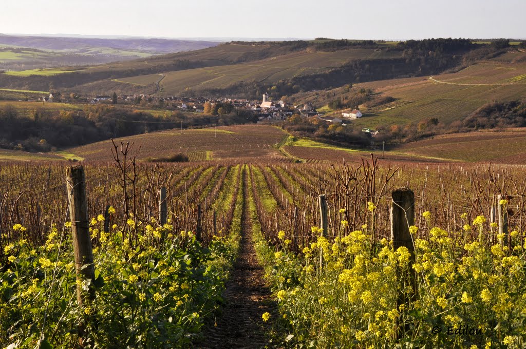 VUE D'IRANCY DEPUIS LES VIGNES