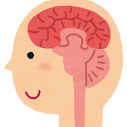 脳の断面図のイラスト（人体）
