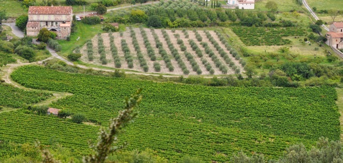 Vignes Vignes