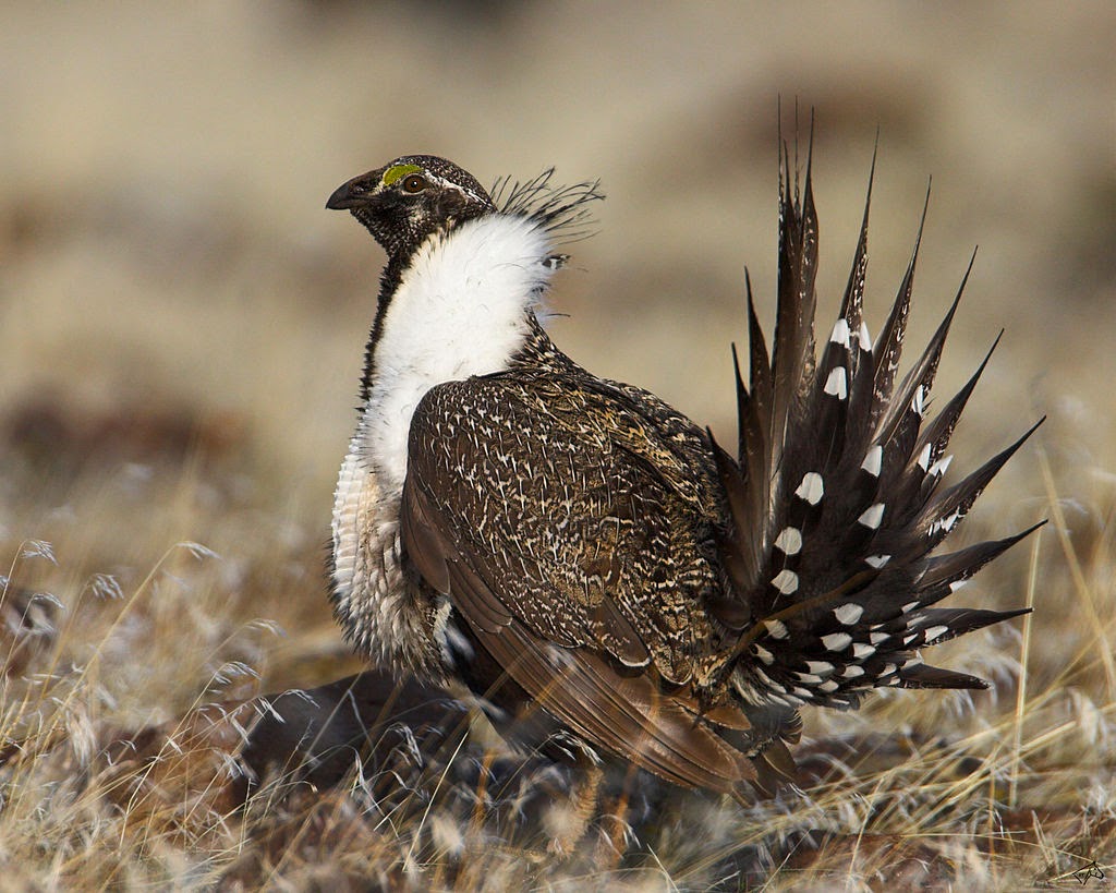 world bird sanctuary really weird animals greater sage grouse grouse river flyer