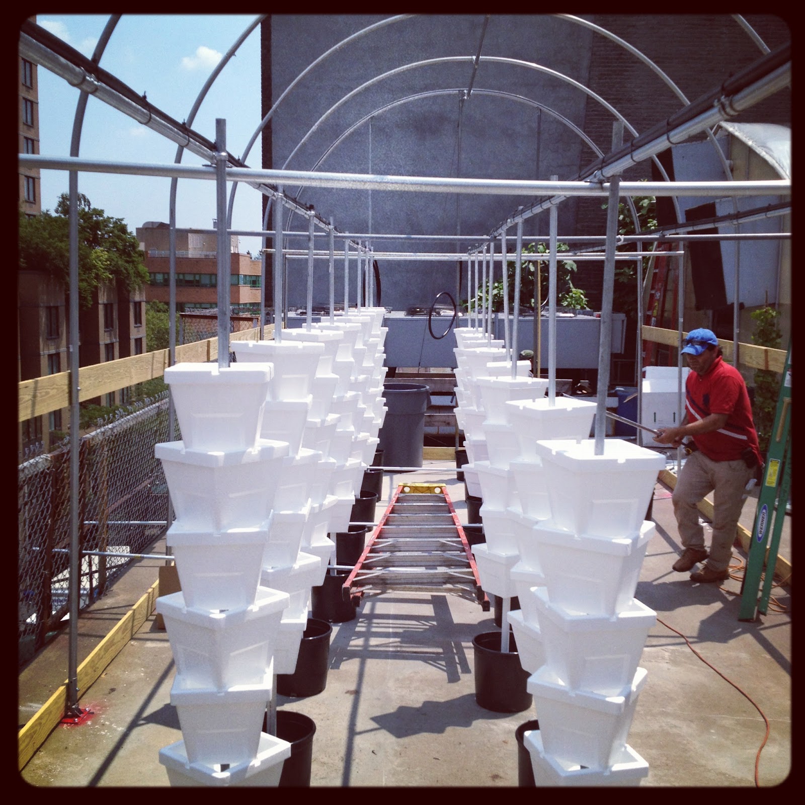 Have You Ever Picked A Carrot? Rooftop Greenhouses in Manhattan The