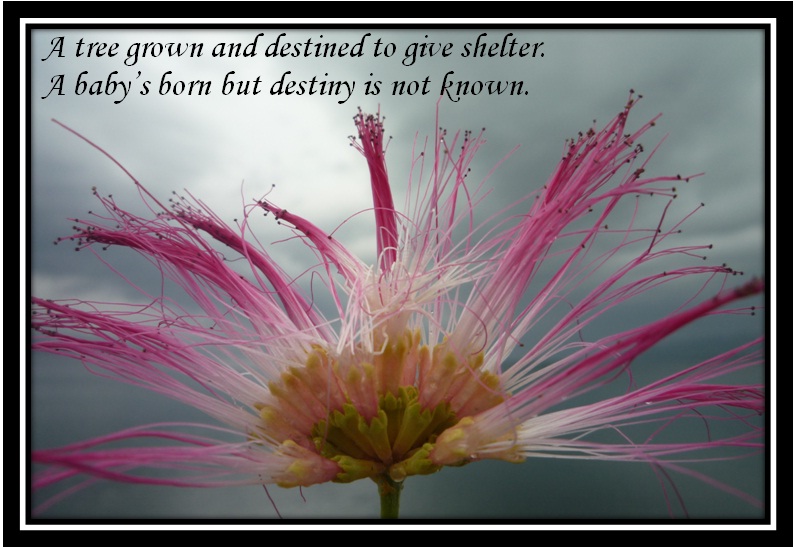 with quotes: Your destiny Quotes On Destiny. with quotes: Your destiny