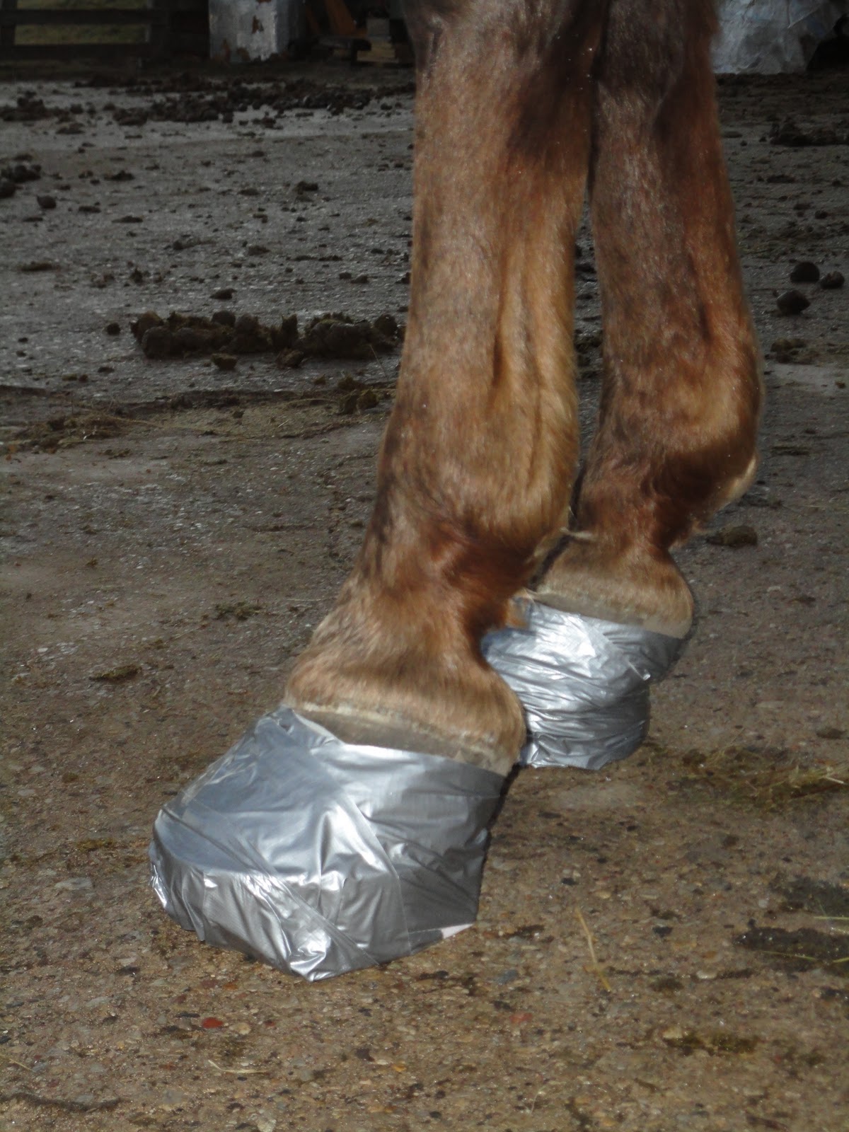 North Horse DIY Founder Care Laminitis Explained & Treated, FarmerStyle