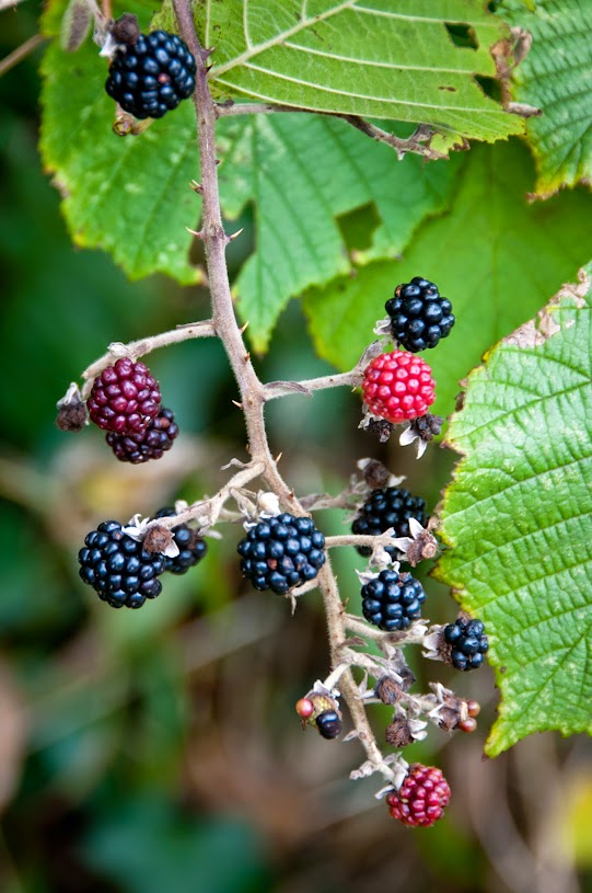 Blackberries in Cornwall