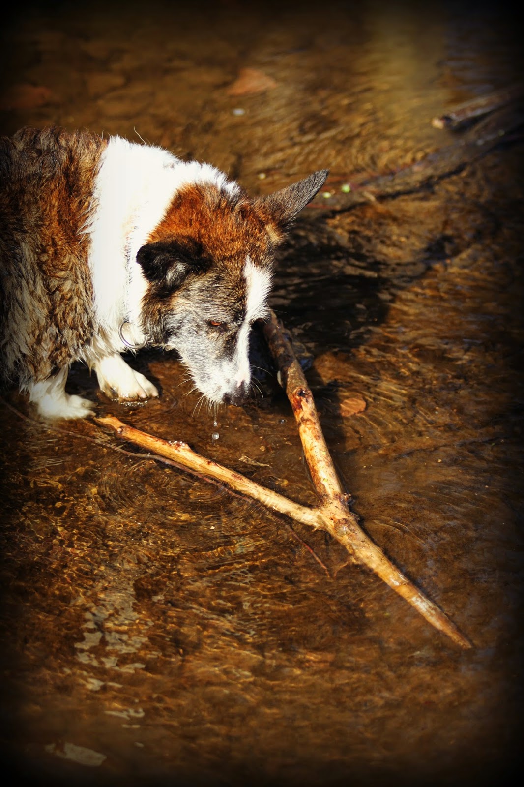 A Tail of Two Cardis Wilson's WaterWitching Wand Worked Well on