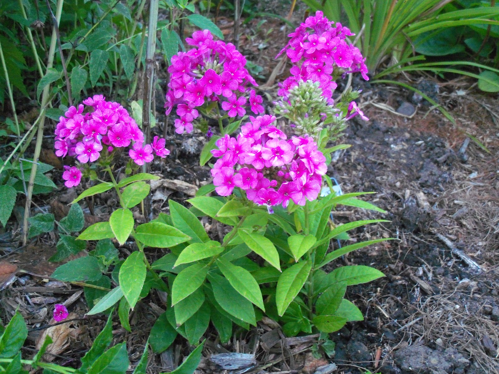 Beyond The Garden Gate The solution to too much yellow add phlox!