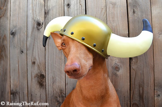 dog in viking costume