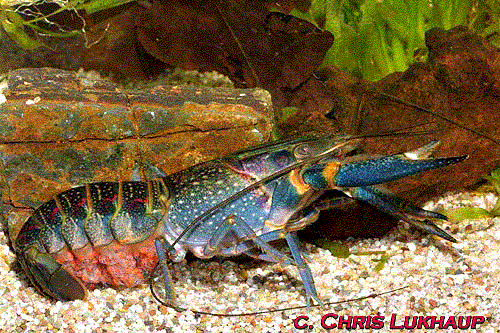 LANGOSTA DE AGUA DULCE langosta de agua dulce: