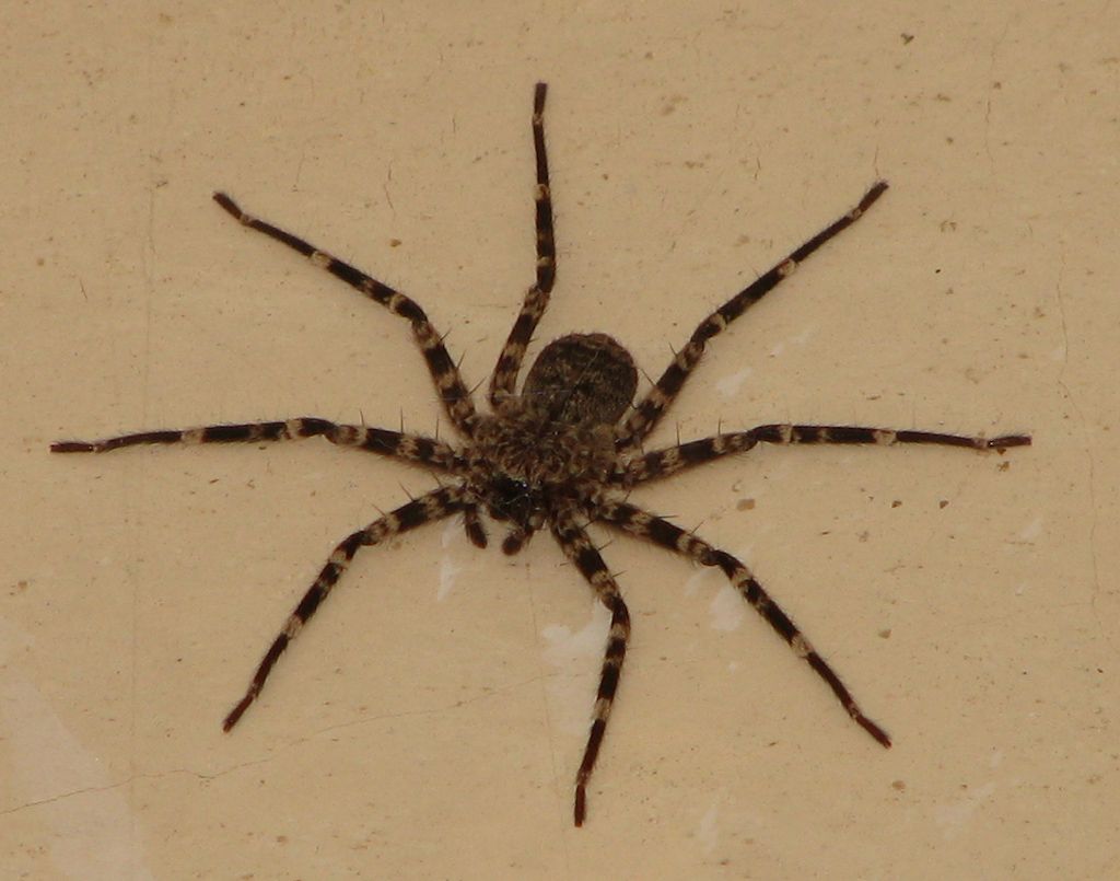How many legs does a spider have? 64 How many legs does a spider have? 76