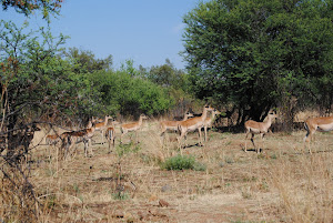 Impala