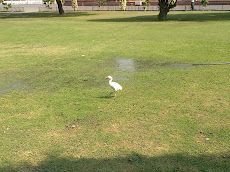 Crane Enjoying Greenery