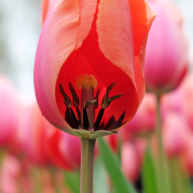 Keukenhof workshop 