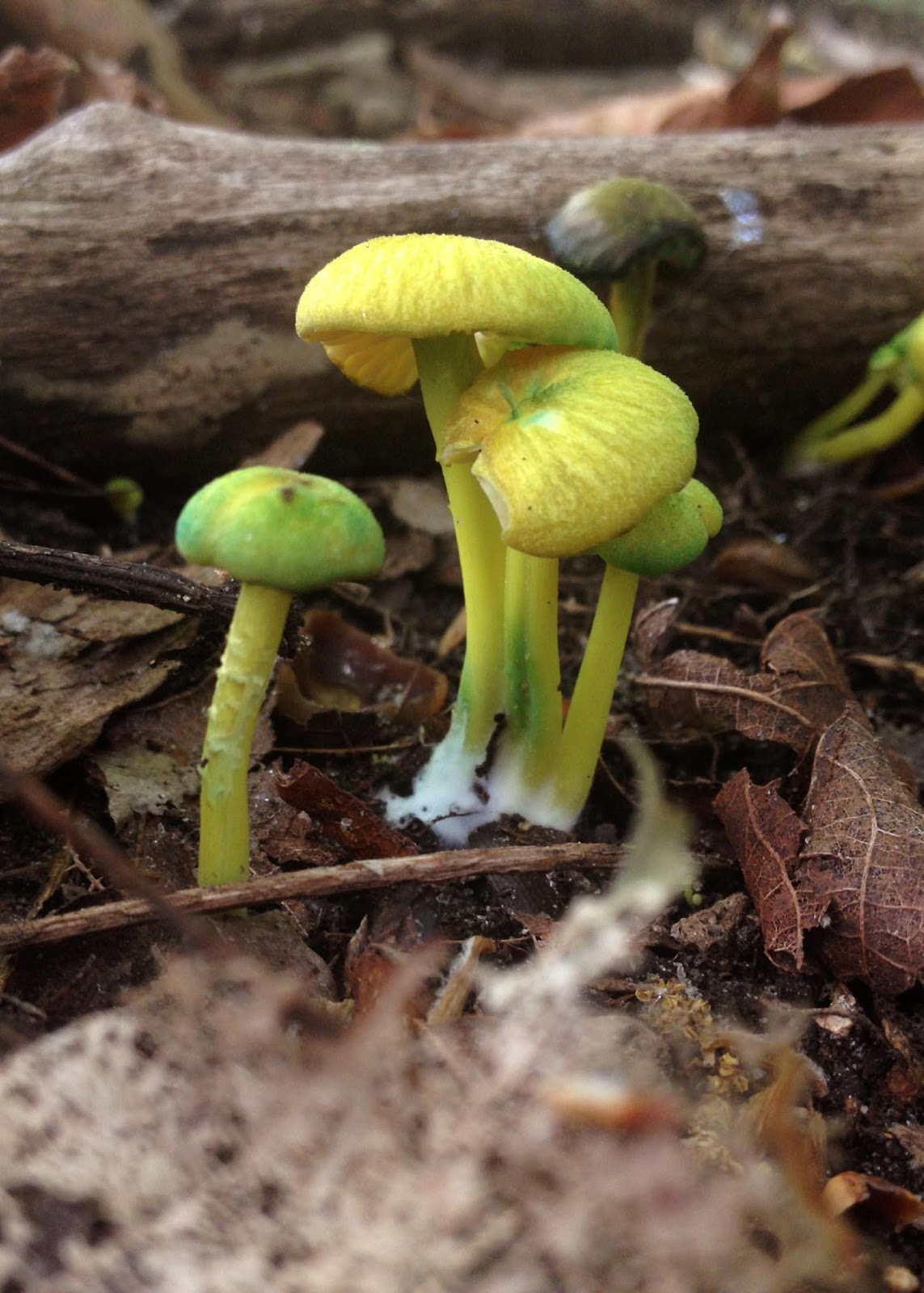 Chanterelles - useful mushrooms. Properties and description of the gifts of the forest Chanterelles - useful mushrooms. Properties and description of the gifts of the forest