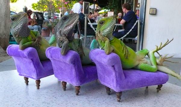Iguana Lizards Pose Like People