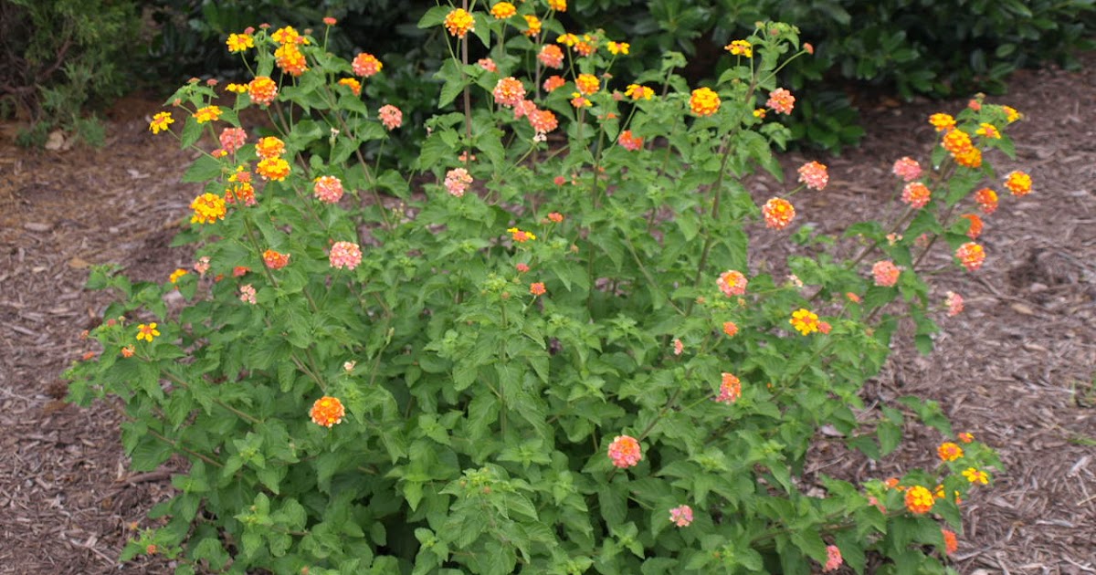 Strange's Garden Center Hardy Lantana