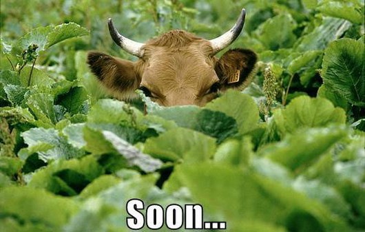 soon meme pictures, funny animal pictures, funny animals, soon meme animals