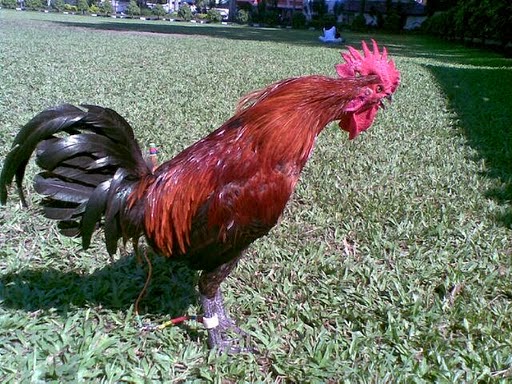 cara merawat ayam pelung kotok cara merawat ayam pelung kotok
