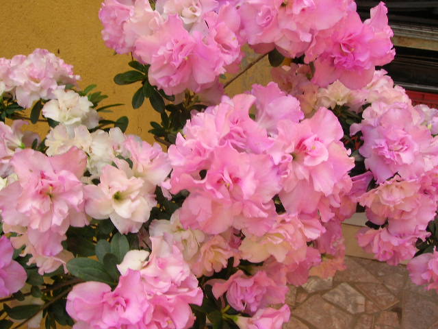 Aprenda mais sobre a Azaléia Rhododendron simsii Crie Flores Aprenda mais sobre a Azaléia Rhododendron simsii Crie Flores