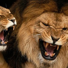 gambar singa, foto singa, wallpaper singa